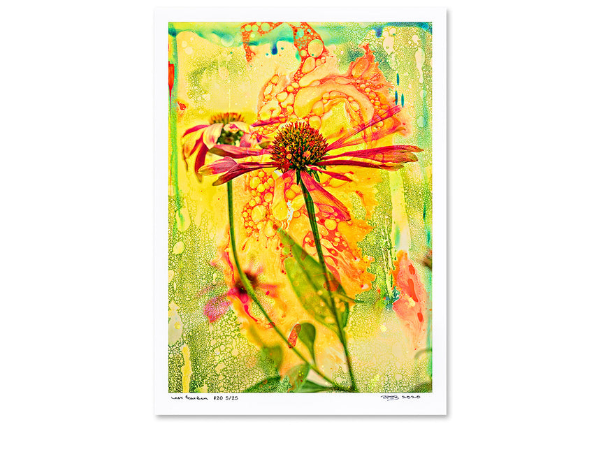 Last Garden - 6 Posters - Limited Edition of 25